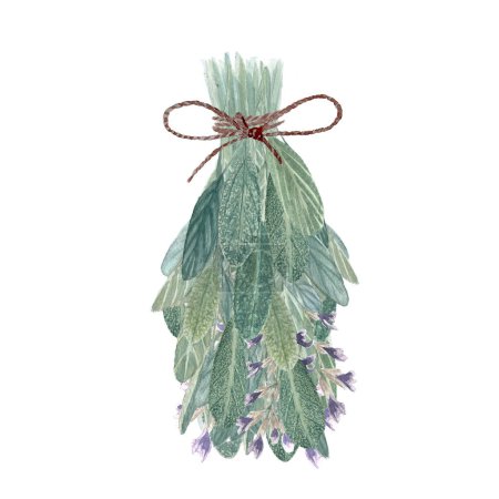 A bunch of Sage plant watercolor illustration isolated on white. High quality hand painted wild herb illustration for cards, packages, oil infusions, folk medicine recipes and herbal guides design.