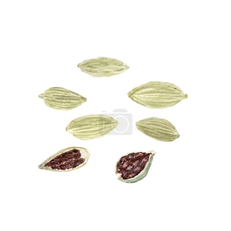 Kardamomschoten Illustration in Aquarell isoliert auf Weiß, handgezeichnet in einfachem Stil für die Lebensmittelgestaltung. Grüne Schoten mit detaillierter Konsistenz, von denen einige offen sind, um Samen im Inneren zu zeigen. Ideal für den kulinarischen Einsatz, Logo.