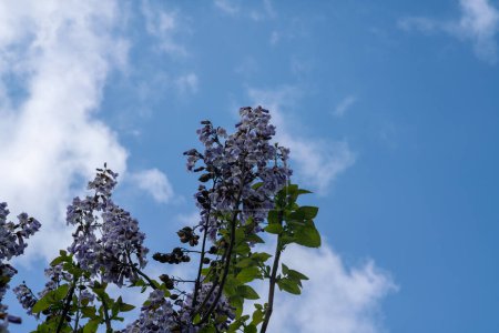 fleurs violettes en grappes comme des cloches, de la plante paulownia, à croissance rapide, feuilles larges. Il est classé comme une plante qui absorbe beaucoup de CO2 et de polluants.