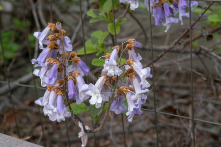 flores púrpuras en racimos como campanas, de la planta paulownia, con crecimiento rápido, hojas anchas. Se clasifica como una planta que absorbe mucho CO2 y contaminantes.