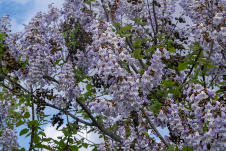 fleurs violettes en grappes comme des cloches, de la plante paulownia, à croissance rapide, feuilles larges. Il est classé comme une plante qui absorbe beaucoup de CO2 et de polluants.