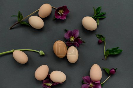 Photo for Chiken eggs and burgundy flowers on a black background - Royalty Free Image