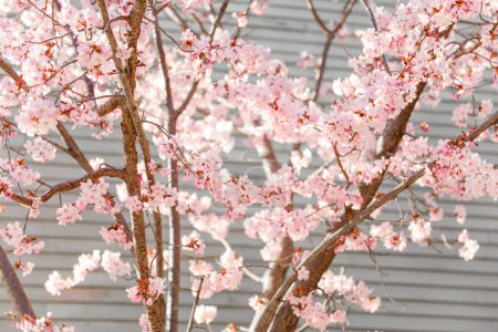 Photo for Spring flowers blooming from trees in a stock photo symbolize the renewal of life, growth, and beauty. They represent hope, joy, and new beginnings - Royalty Free Image