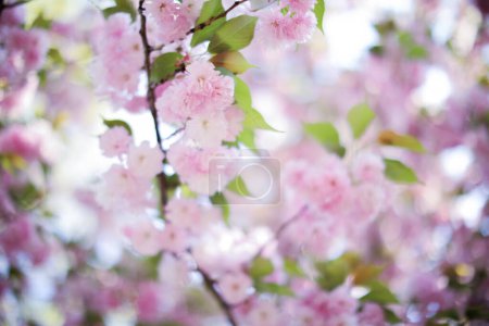 Photo for Cherry blossoms are a symbol of spring, renewal, and fleeting beauty. They remind us of the impermanence of life and the importance of cherishing every moment. Their delicate petals and vibrant colors - Royalty Free Image