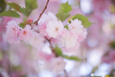 Foto de Las flores de cerezo son un símbolo de primavera, renovación y belleza fugaz. Nos recuerdan la impermanencia de la vida y la importancia de apreciar cada momento. Sus delicados pétalos y colores vibrantes - Imagen libre de derechos