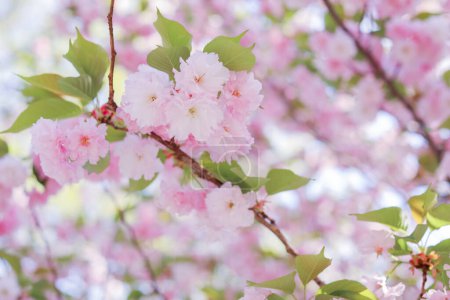 Photo for Cherry blossoms are a symbol of spring, renewal, and fleeting beauty. They remind us of the impermanence of life and the importance of cherishing every moment. Their delicate petals and vibrant colors - Royalty Free Image