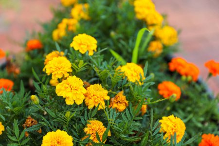 marigold flower in the garden, thailand.