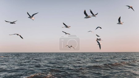 Seagulls fly over the sea at sunset