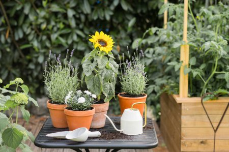 Foto de De composición superior de las plantas verdes que crecen en macetas, regadera, pala colocada en la mesa en el jardín - Imagen libre de derechos