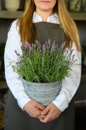 Téléchargez les photos : Cultivez un fleuriste féminin anonyme dans un tablier debout et tenant une plante en pot avec des fleurs fraîches de lavande anglaise tout en restant debout à l'intérieur - en image libre de droit