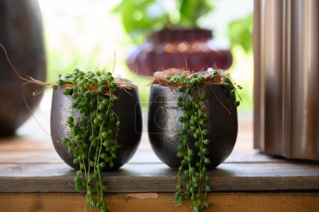 Foto de Plantas verdes frescas en macetas negras grandes colocadas en mesa de madera expuestas para la venta en floristería - Imagen libre de derechos