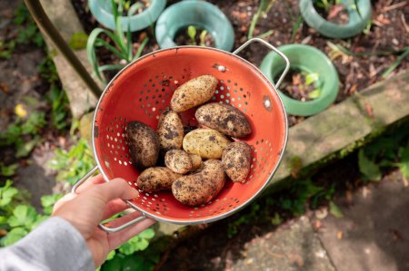 Foto de Mujer irreconocible mano sosteniendo tamiz con patatas recién cavadas en el jardín vegetal, cosecha de patatas, verduras frescas, contenido de estilo de vida saludable - Imagen libre de derechos
