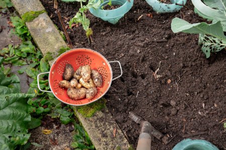 Téléchargez les photos : Jardinage à domicile - Exposition de pommes de terre fraîchement récoltées cultivées dans le jardin arrière à côté d'autres légumes, salades, aliments biologiques - en image libre de droit