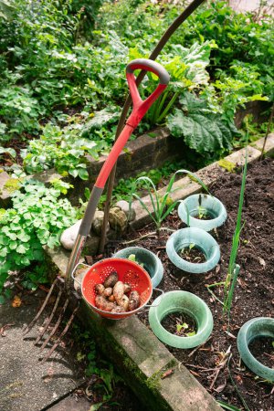 Foto de Pala de jardín junto a papas recién excavadas en el jardín vegetal, cosecha de papas, verduras frescas, contenido de estilo de vida saludable - Imagen libre de derechos
