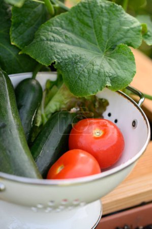 Foto de Tomates recién recogidos y calabacín en un tazón en la cama levantada en el patio trasero de una casa de campo, jardín urbano, jardinería ecológica - Imagen libre de derechos