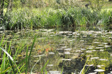 Téléchargez les photos : Un étang ou un lac en été avec des nénuphars qui poussent dessus. - en image libre de droit