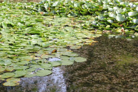Photo for Water lily pads on a pond or lake in the summertime. - Royalty Free Image