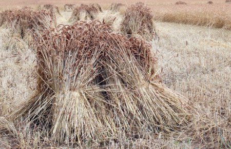 Photo for Stooks or bunches of straw standing in a farm field. Stooks left to dry before being taken in and eventually used for thatching buildings. - Royalty Free Image