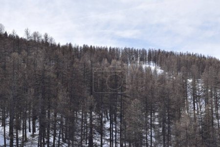 Téléchargez les photos : Forêt enneigée dans la station de ski Sauze D'Oulx, Turin, Italie. Montagnes alpines italiennes dans le Piémont. - en image libre de droit