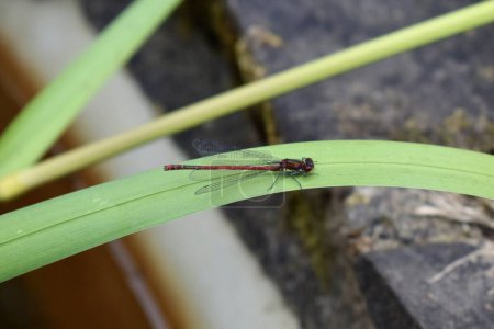 Photo for Large red damselfly flying insect. A common dragonfly sitting on reed leaf by a pond in England - Royalty Free Image