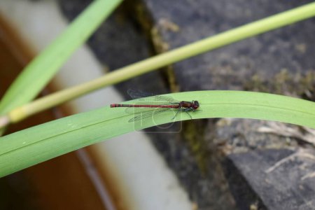 Large red damselfly flying insect. A common dragonfly sitting on reed leaf by a pond in England