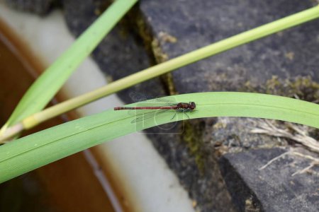 Téléchargez les photos : Grand insecte volant à la demoiselle rouge. Une libellule commune assise sur une feuille de roseau près d'un étang en Angleterre - en image libre de droit