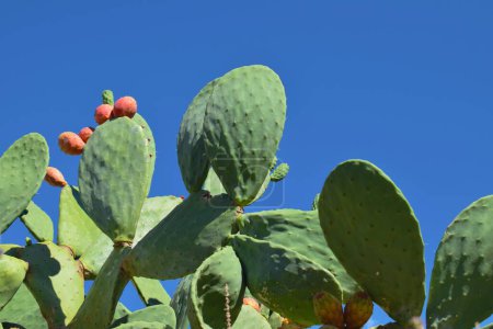 Opuntia cactus - large prickly pear cactus with fruit in Greece on a sunny day.