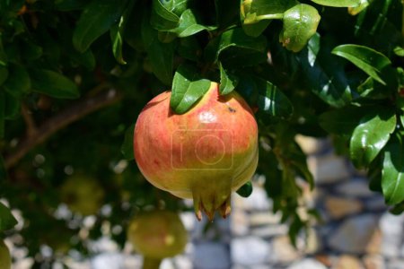 Großaufnahme eines üppigen rosa Granatapfels, der in der mediterranen Sonne auf einem Baum wächst.