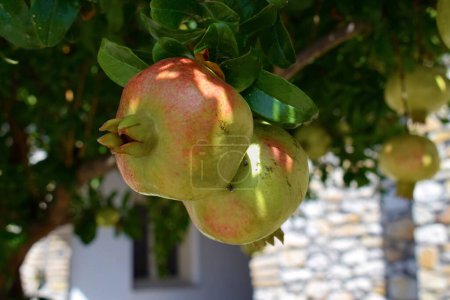 Großaufnahme üppiger Granatäpfel, die in der mediterranen Sonne auf einem Baum wachsen.