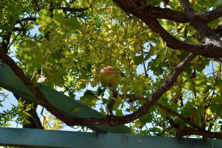 Ein einzelner Granatapfel wächst auf einem Baum in der mediterranen Sonne.