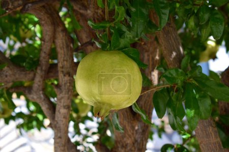 Primer plano de una granada verde inmadura creciendo en un árbol bajo el sol mediterráneo.