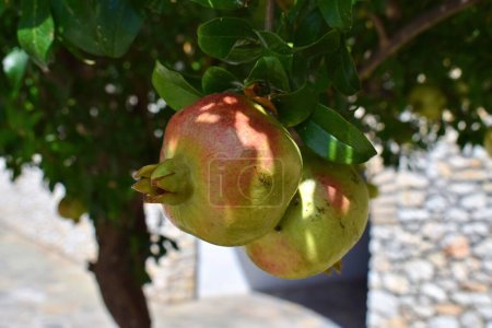 Primer plano de las granadas exuberantes que crecen en un árbol bajo el sol mediterráneo.