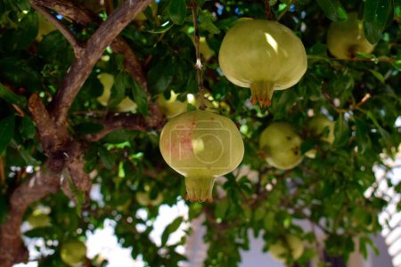 Primer plano de las granadas exuberantes que crecen en un árbol bajo el sol mediterráneo.