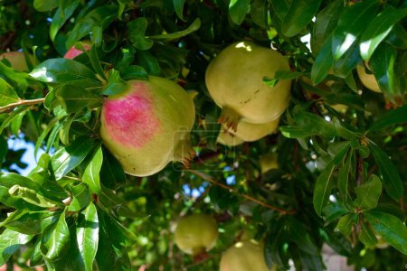 Close up of lush pomegranates growing on a tree in the Mediterranean sun.