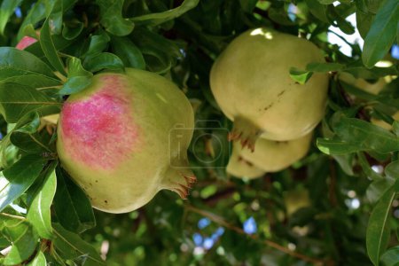 Großaufnahme üppiger Granatäpfel, die in der mediterranen Sonne auf einem Baum wachsen.
