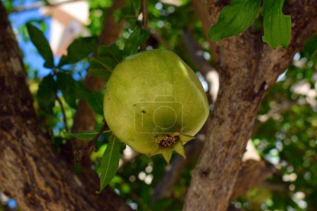 Primer plano de una granada verde inmadura creciendo en un árbol bajo el sol mediterráneo.
