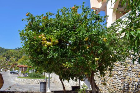 Lush cluster of pomegranates growing on a tree in the Mediterranean sun.