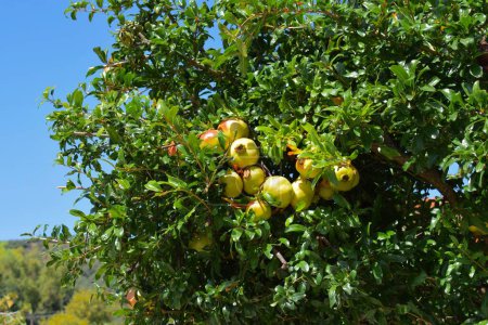 Üppige Trauben von Granatäpfeln wachsen auf einem Baum in der mediterranen Sonne.