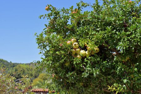 Üppige Trauben von Granatäpfeln wachsen auf einem Baum in der mediterranen Sonne.