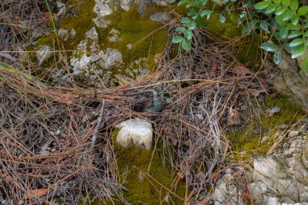 Lagarto común camuflado entre agujas de pino seco, musgo y rocas en Grecia