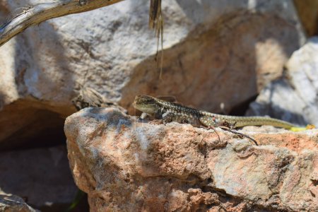 Common wall lizard basking in the sun, camouflaged on a rock in Greece