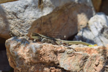 Common wall lizard basking in the sun, camouflaged on a rock in Greece