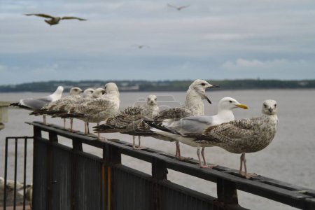 Group of young European herring gulls lined up on a railing at Liverpool Pier Head. Flock of seagulls looking out to sea on a cloudy day.
