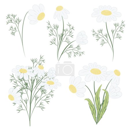 Delicate vector daisies in pastel colours. Set of medicinal daisies and decorative daisies in different angles. Design element in flat style. 
