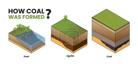 Illustration for Illustration of coal formation infographic - Royalty Free Image