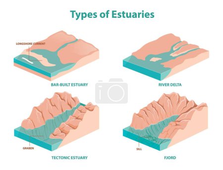 Illustration for Illustration of estuaries types diagram - Royalty Free Image