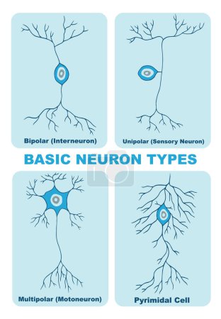 Illustration for Illustration of basic neuron types - Royalty Free Image