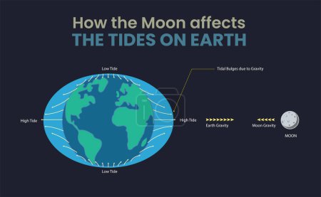Illustration, wie der Mond die Gezeiten der Erde beeinflusst