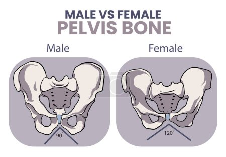 Téléchargez les illustrations : Illustration de comparaison osseuse entre le bassin masculin et le bassin féminin - en licence libre de droit