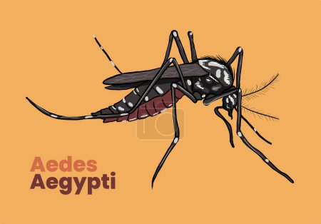 Illustration for Illustration of aedes aegypti mosquito - Royalty Free Image